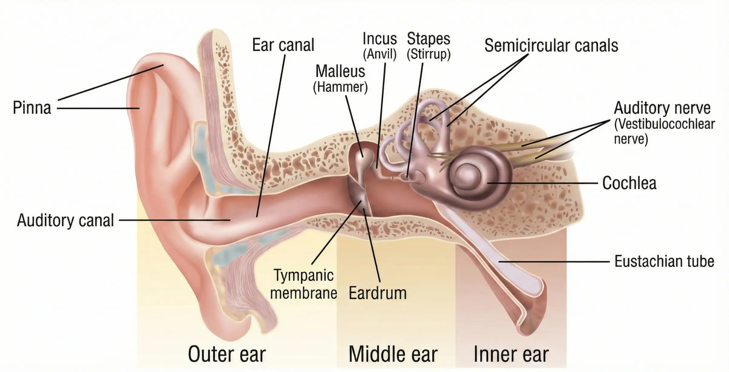 Hearing Physiology and Audiology