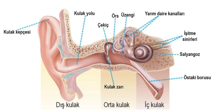 İşitme Fizyolojisi ve Odyoloji Rehberi